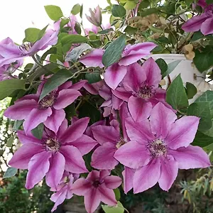 Pia's Gardenview Apartment